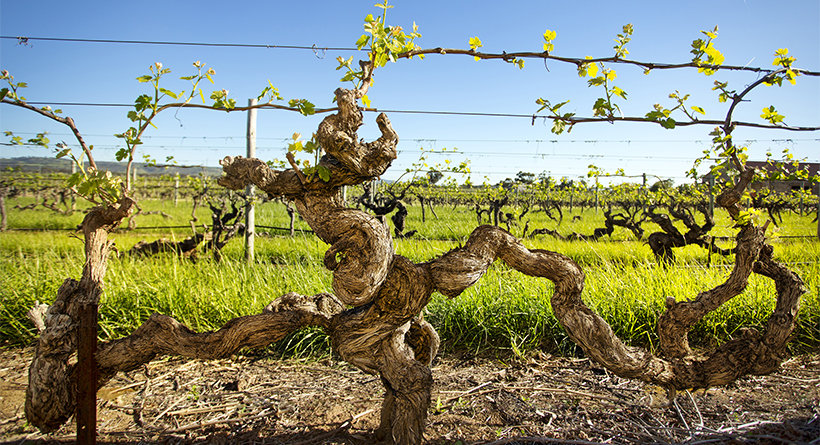 Old Bastard 1893 Vines